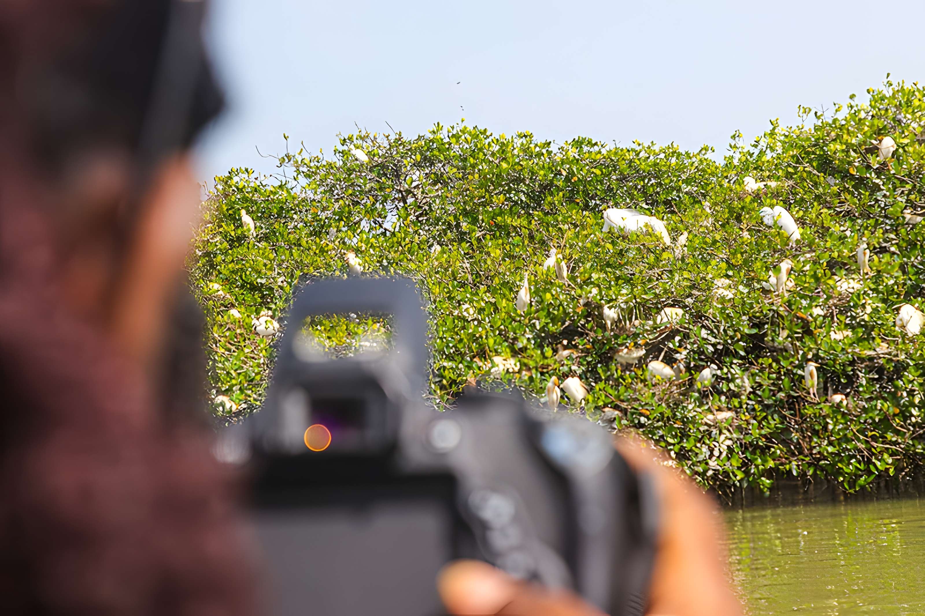 Nid de Cigognes de Riquewihr