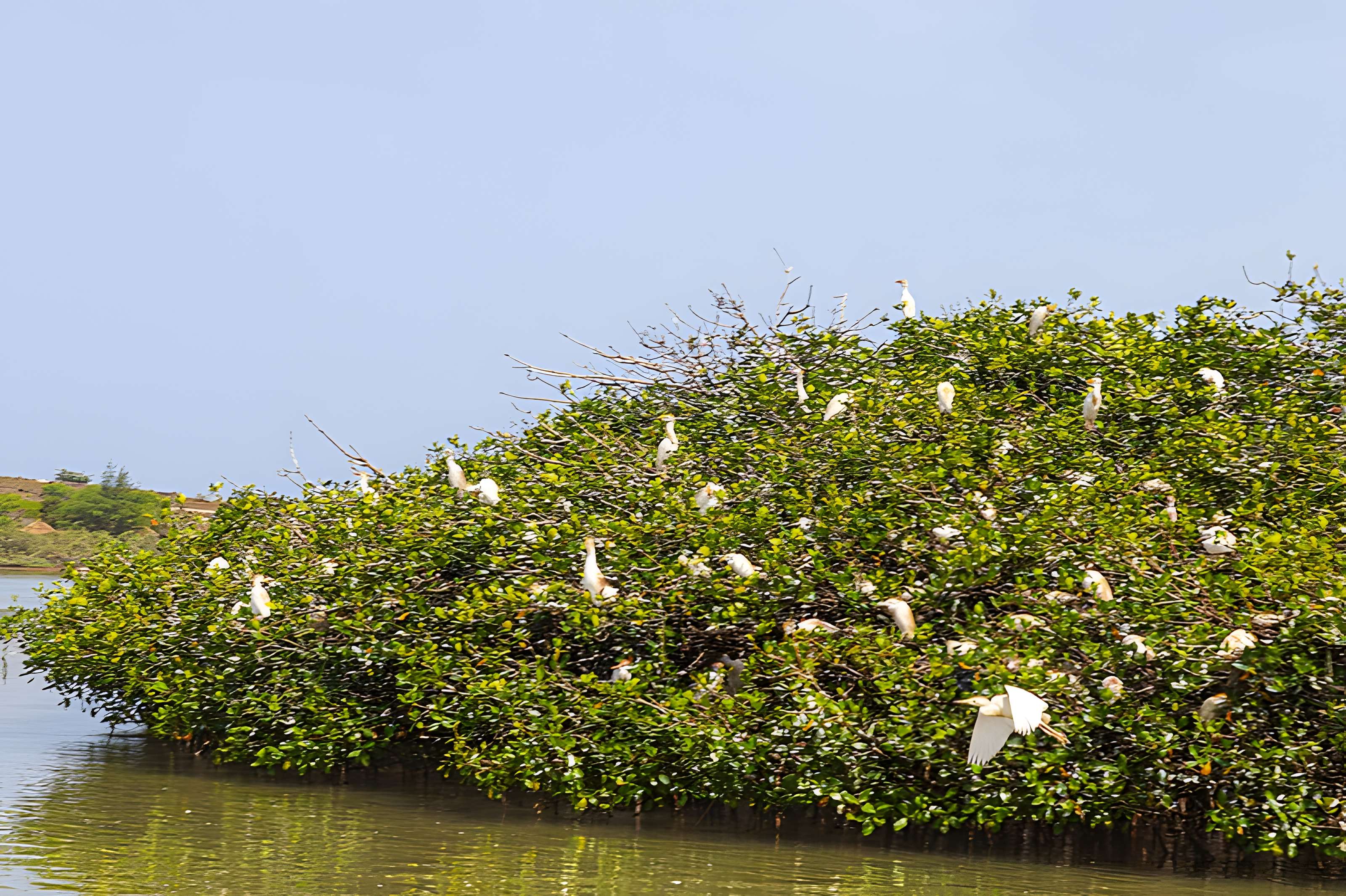 Nid de Cigognes de Riquewihr