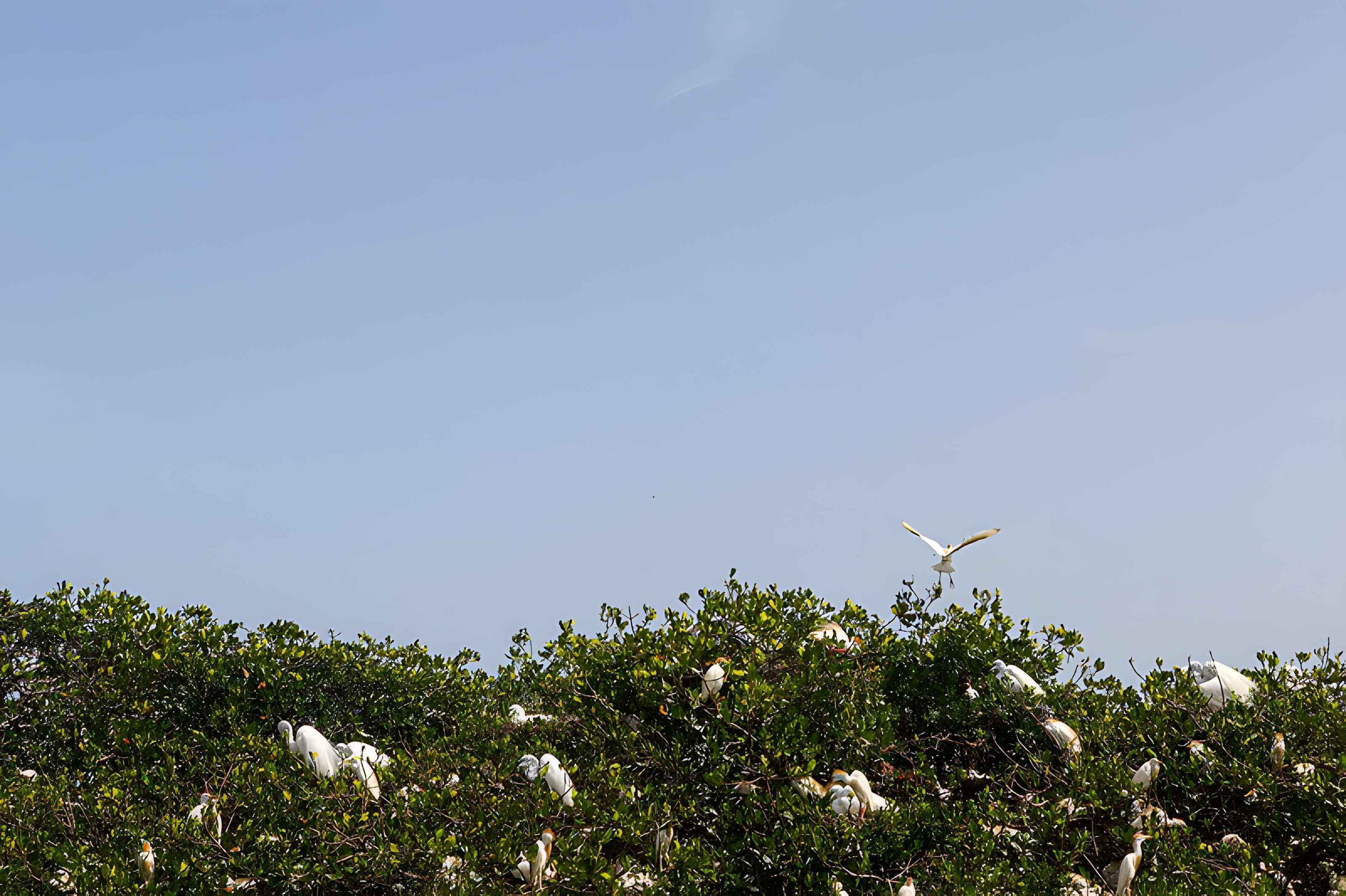 Nid de Cigognes de Riquewihr