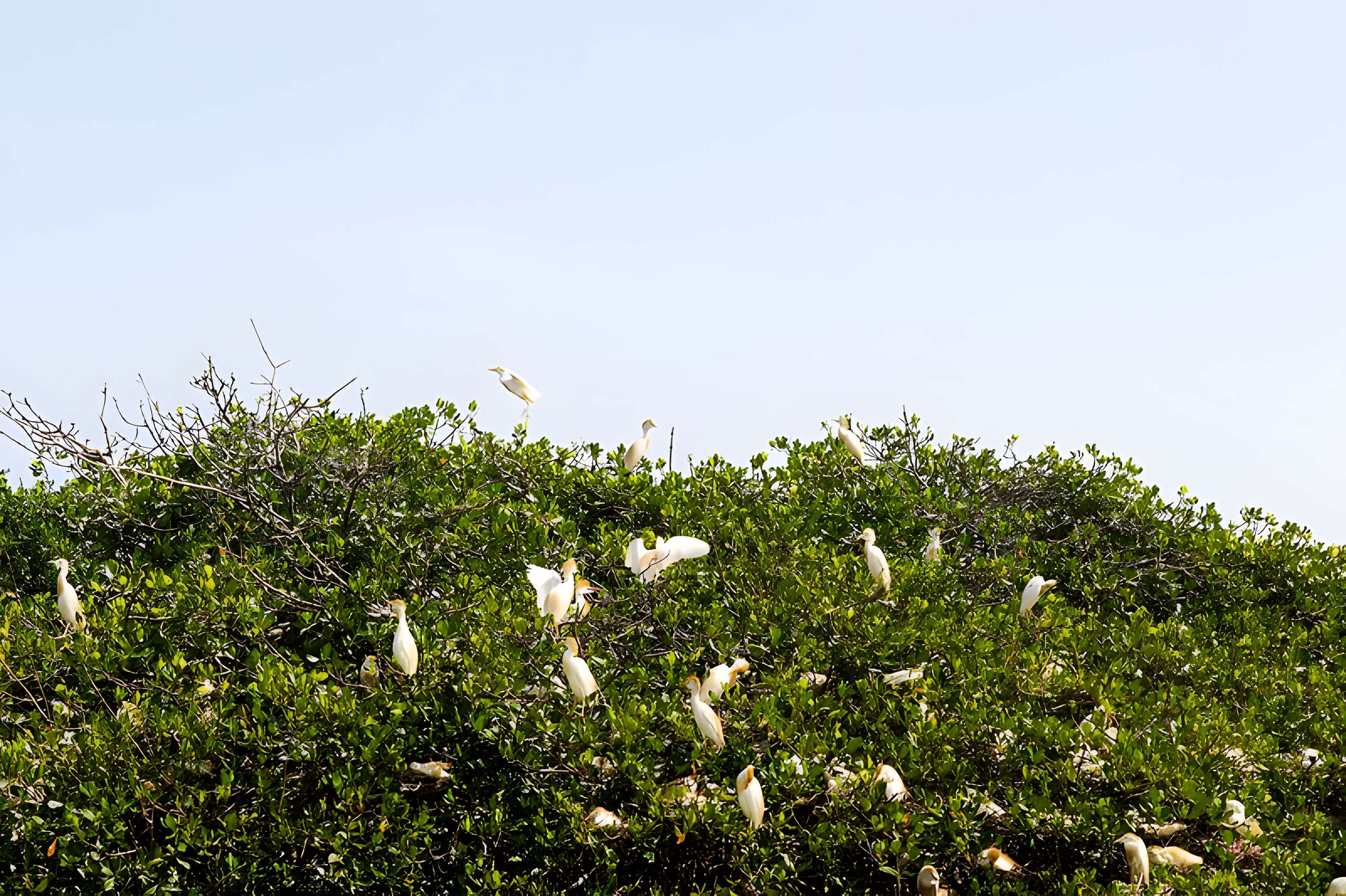 Nid de Cigognes de Riquewihr