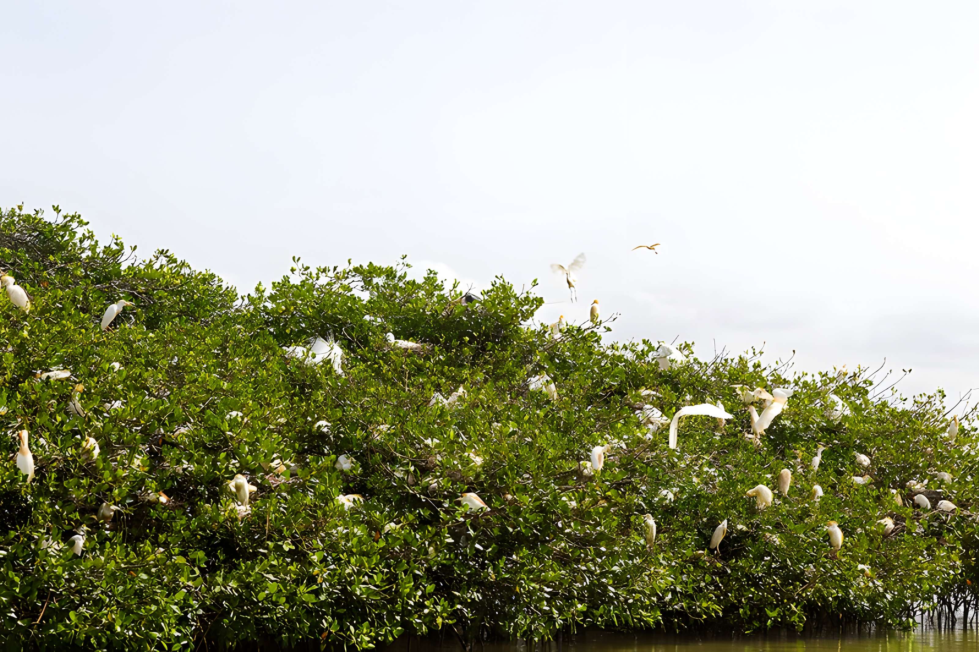 Nid de Cigognes de Riquewihr