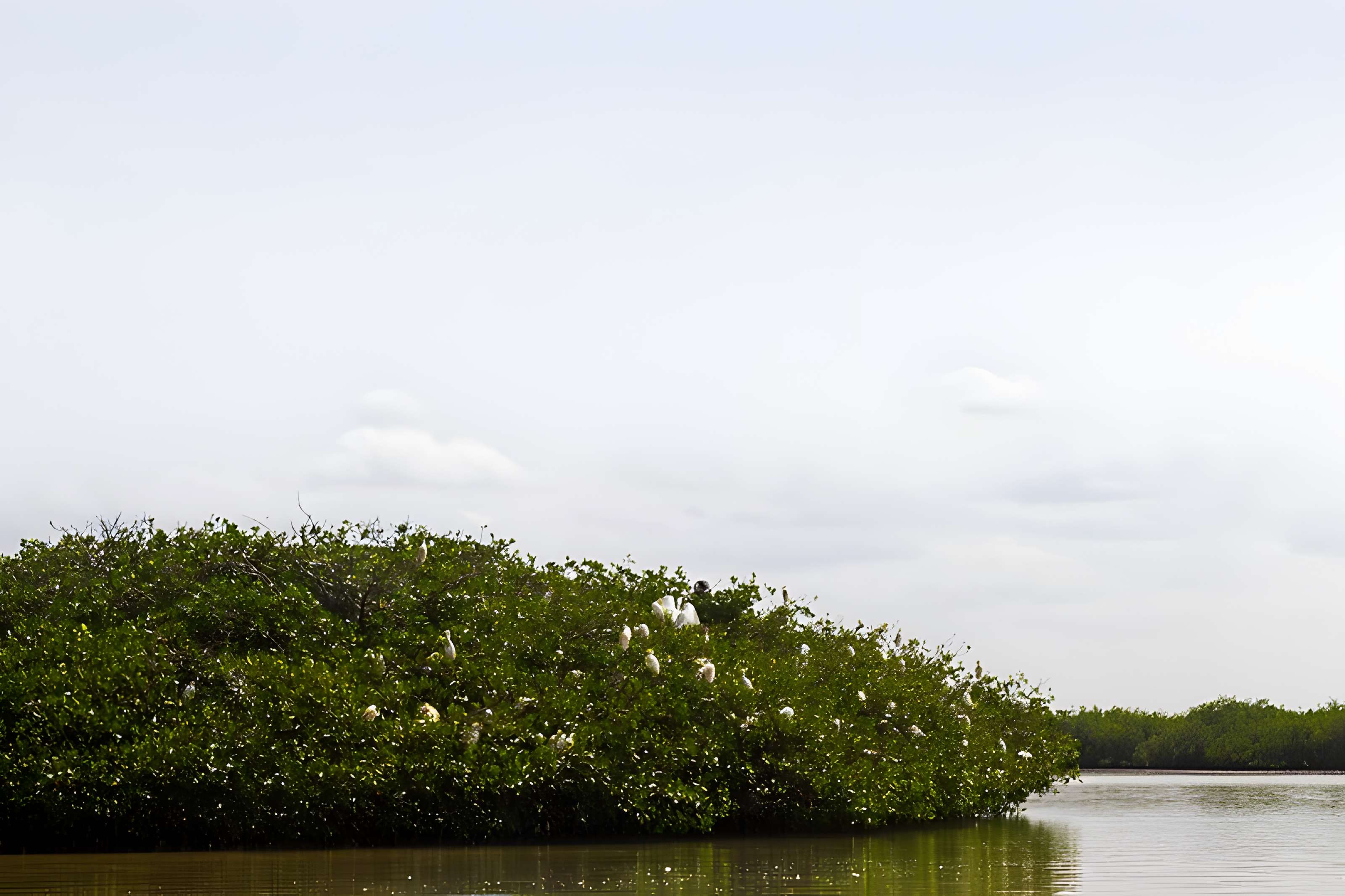 Nid de Cigognes de Riquewihr
