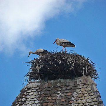 Niedertor de Turckheim