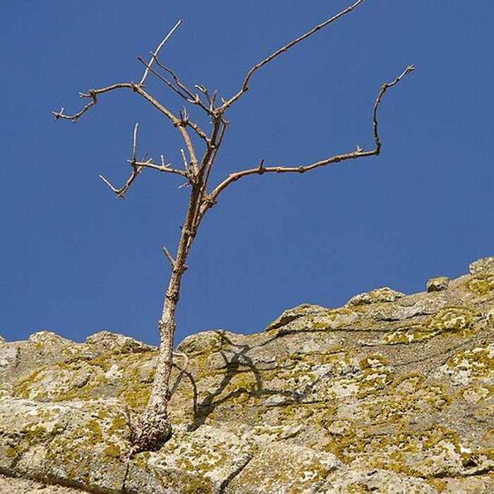 Photo de Chapelle Saint-Lubin dYèvre-le-Châtel