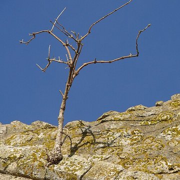 Chapelle Saint-Lubin dYèvre-le-Châtel