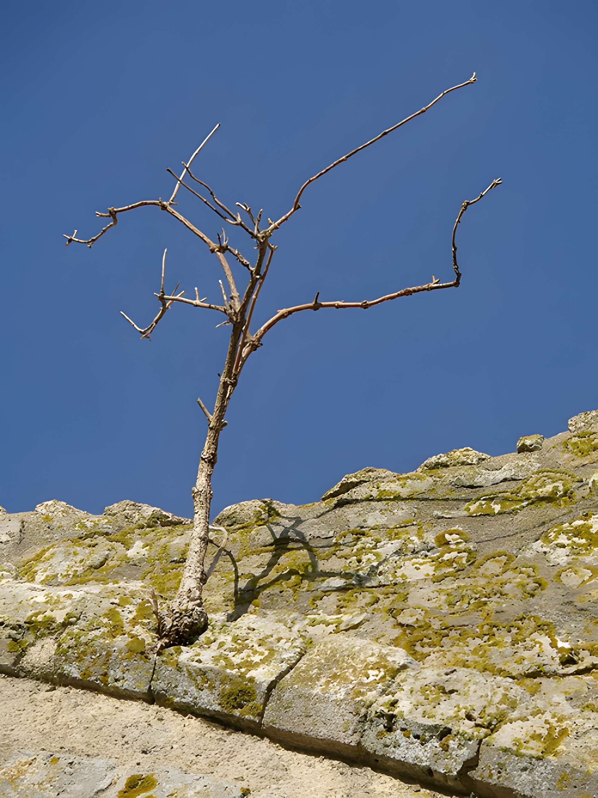 Chapelle Saint-Lubin d'Yèvre-le-Châtel