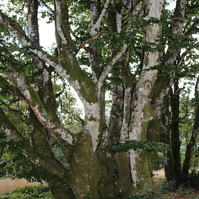 Photo de Oppidum du Mont-Beuvray, également dénommé oppidum de Bibracte également sur commune de Saint-Léger-sous-Beuvray, dans la Saône-et-Loire
