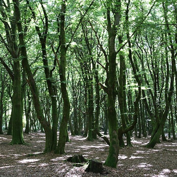 Photo de Oppidum du Mont-Beuvray, également dénommé oppidum de Bibracte également sur commune de Saint-Léger-sous-Beuvray, dans la Saône-et-Loire
