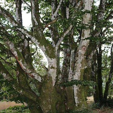 Oppidum du Mont-Beuvray, dit aussi oppidum de Bibracte également sur commune de Glux-en-Glenne, dans la Nièvre