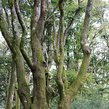 Oppidum du Mont-Beuvray, dit aussi oppidum de Bibracte également sur commune de Glux-en-Glenne, dans la Nièvre