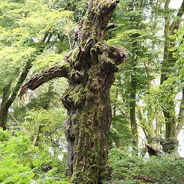Oppidum du Mont-Beuvray, dit aussi oppidum de Bibracte également sur commune de Glux-en-Glenne, dans la Nièvre