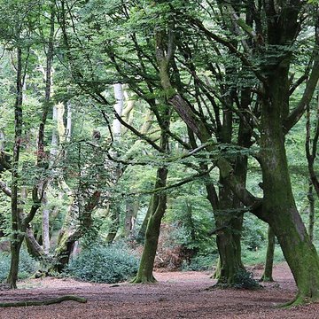 Oppidum du Mont-Beuvray, dit aussi oppidum de Bibracte également sur commune de Glux-en-Glenne, dans la Nièvre