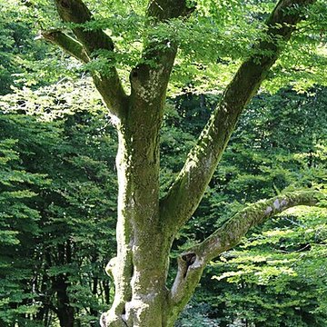 Oppidum du Mont-Beuvray, dit aussi oppidum de Bibracte également sur commune de Glux-en-Glenne, dans la Nièvre