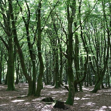 Oppidum du Mont-Beuvray, dit aussi oppidum de Bibracte également sur commune de Glux-en-Glenne, dans la Nièvre