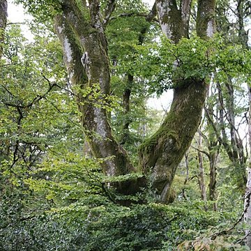 Oppidum du Mont-Beuvray, dit aussi oppidum de Bibracte également sur commune de Glux-en-Glenne, dans la Nièvre