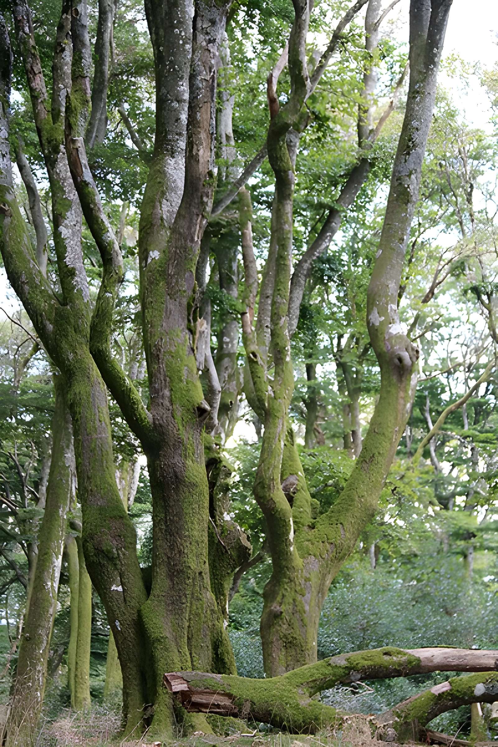 Oppidum du Mont-Beuvray, dit aussi oppidum de Bibracte (également sur commune de Glux-en-Glenne, dans la Nièvre)