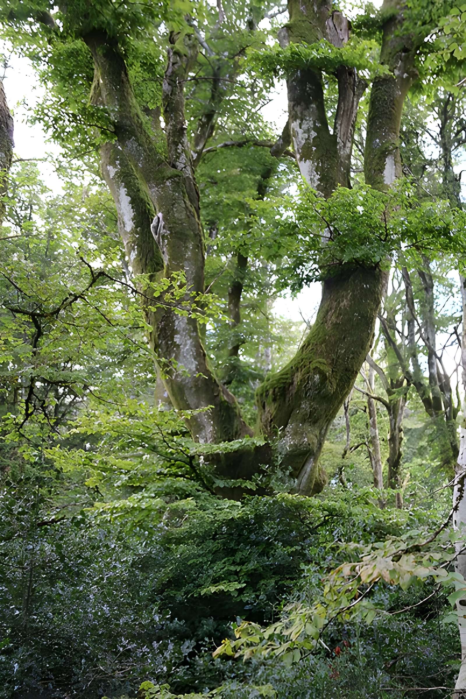 Oppidum du Mont-Beuvray, dit aussi oppidum de Bibracte (également sur commune de Glux-en-Glenne, dans la Nièvre)