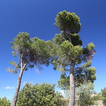 Oppidum dEnsérune à Nissan-lez-Enserune