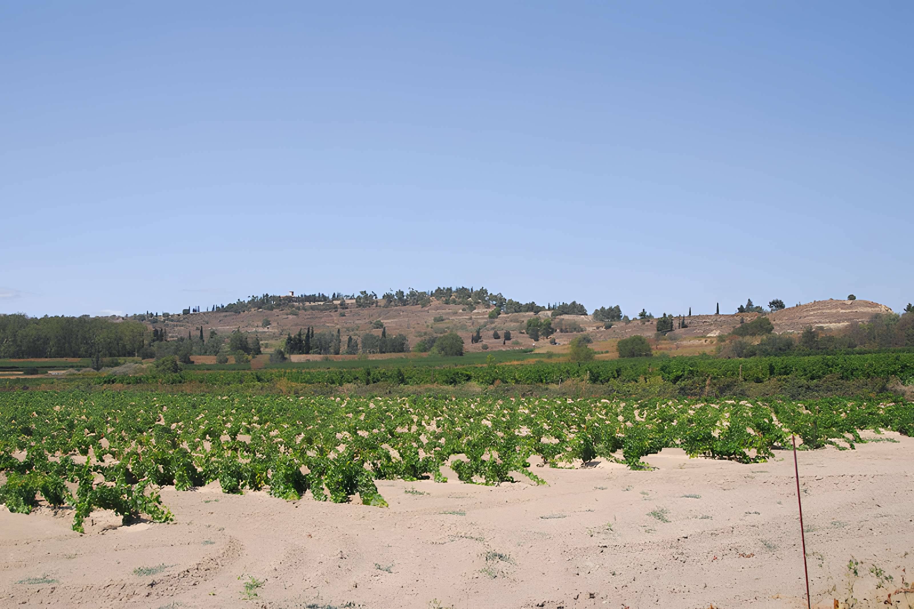 Oppidum d'Ensérune à Nissan-lez-Enserune