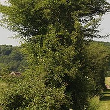 Chartreuse de Basseville