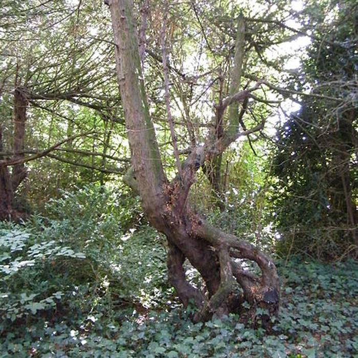 Photo de Château de Bagatelle