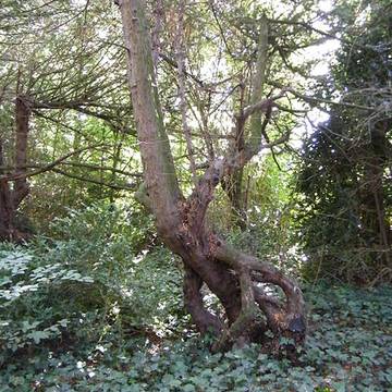 Château de Bagatelle