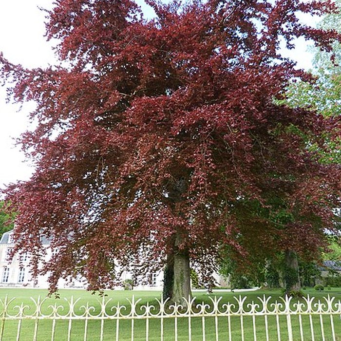 Photo de Château de Bogard
