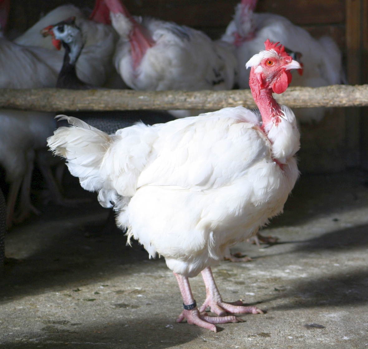 Château de Bouthéon