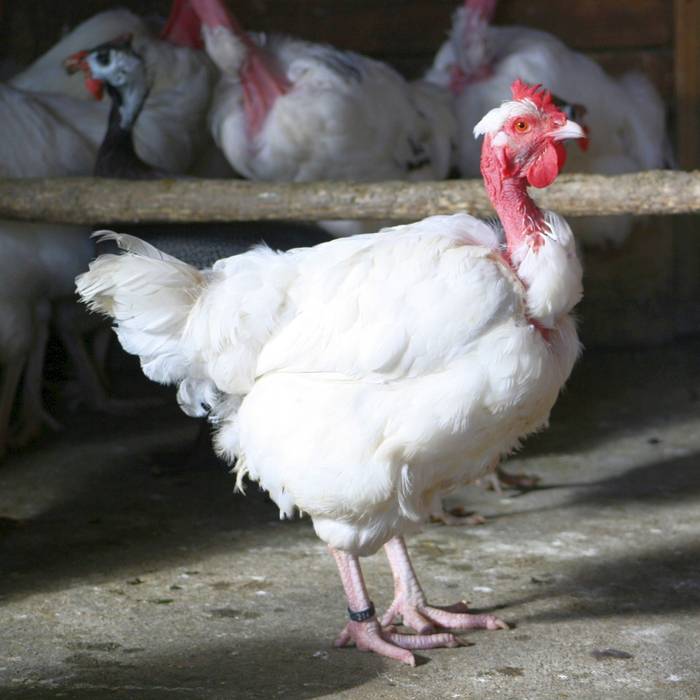 Photo de Château de Bouthéon