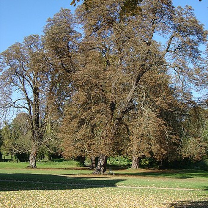 Photo de Château de Brou