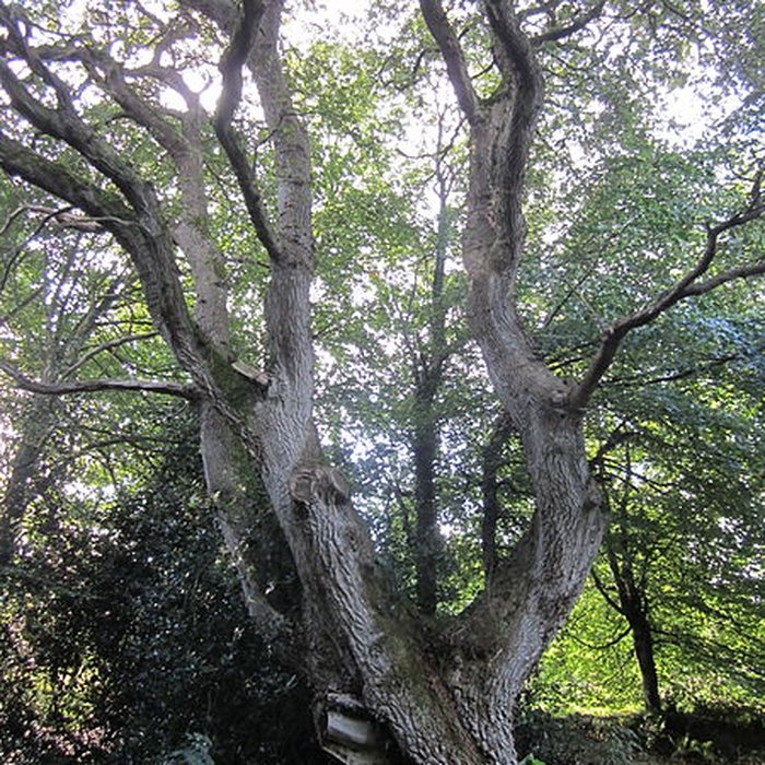 Photo de Château de Carneville