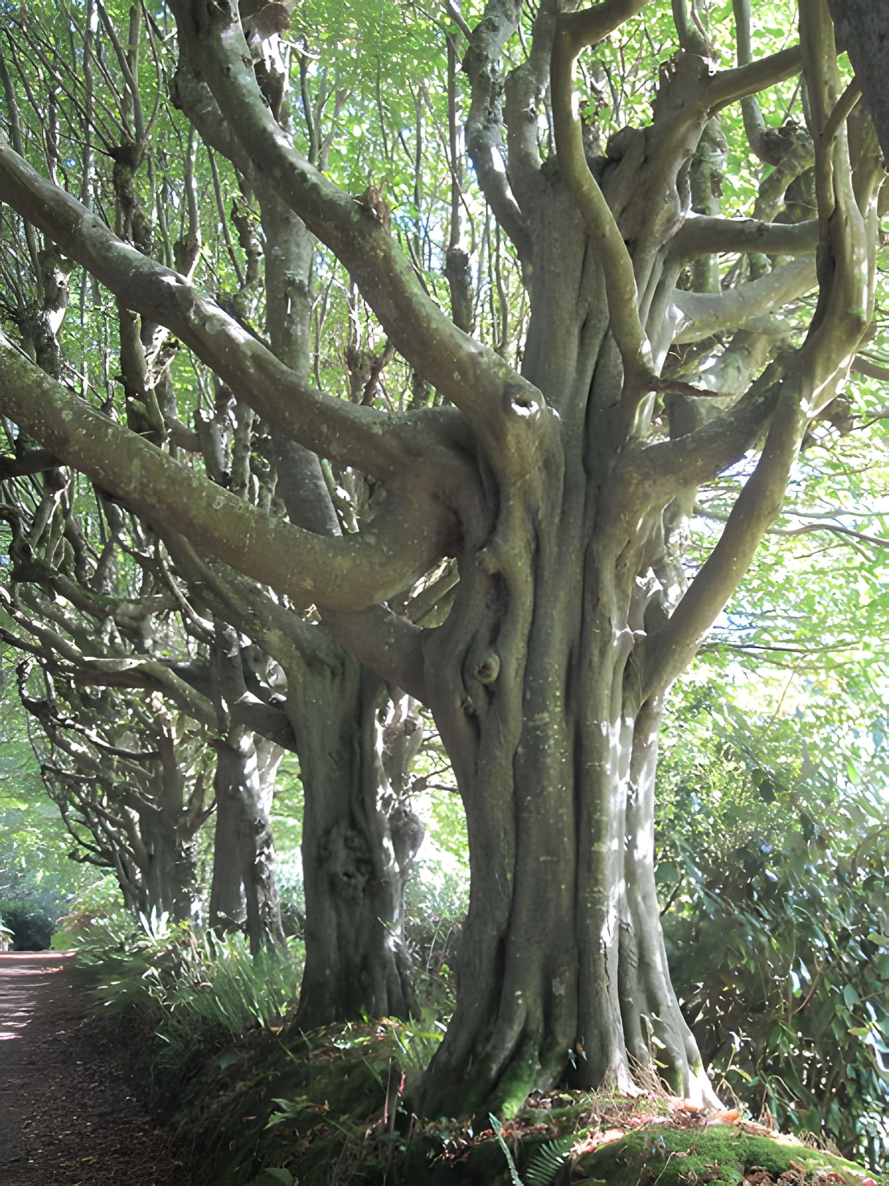 Château de Carneville