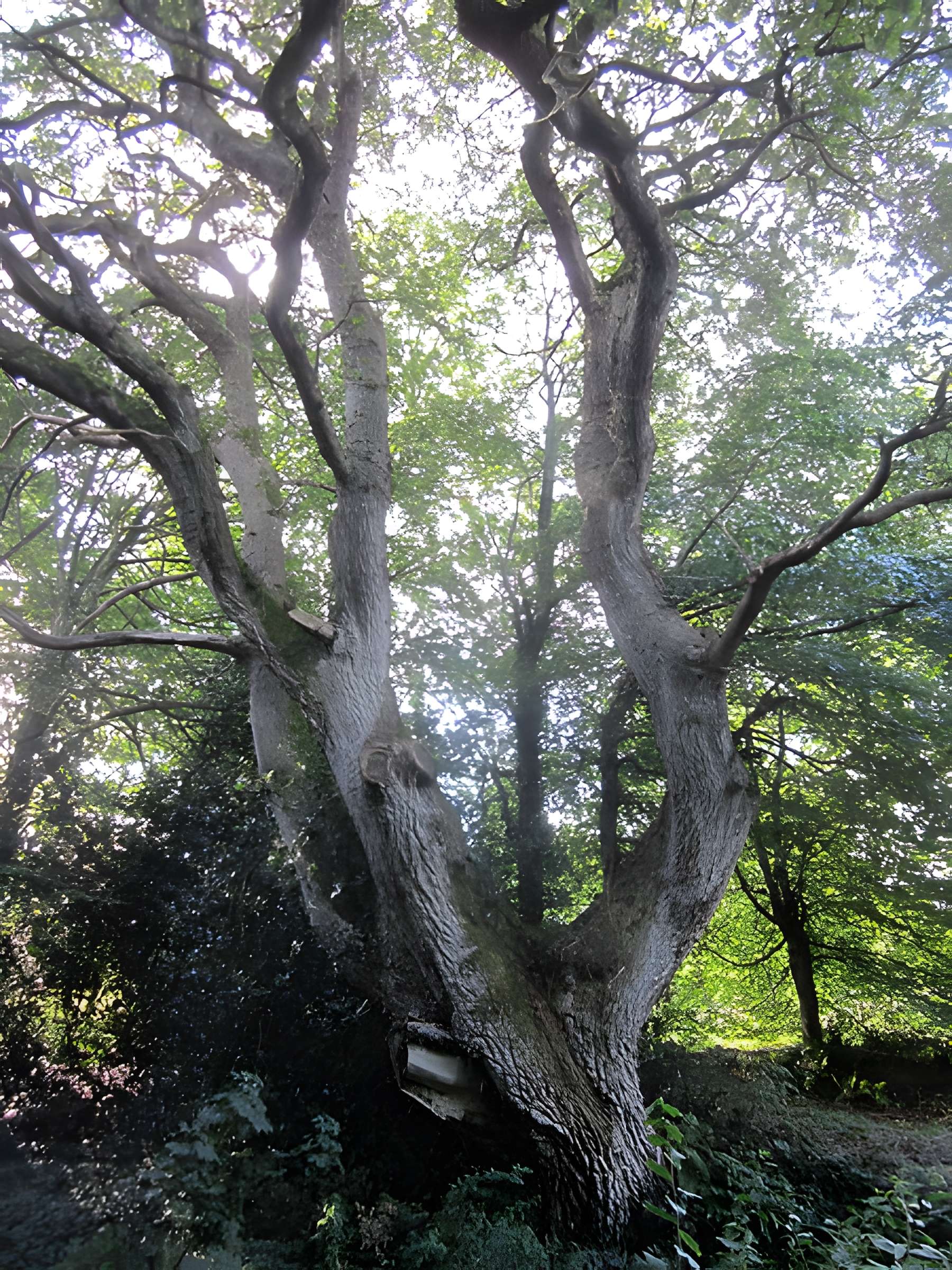 Château de Carneville