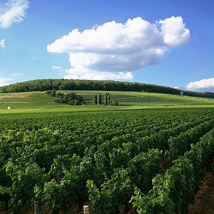 Photo de Château de Corton-André