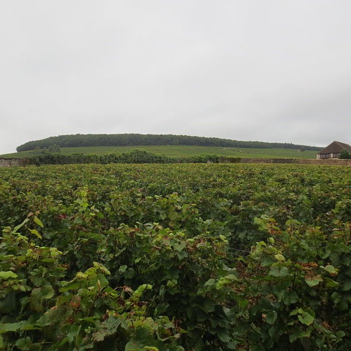 Photo de Château de Corton-André