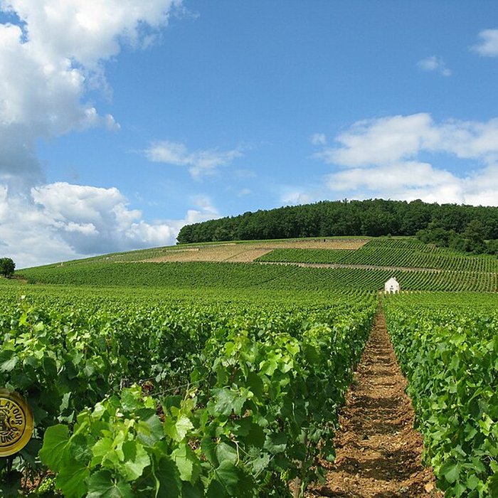 Photo de Château de Corton-André