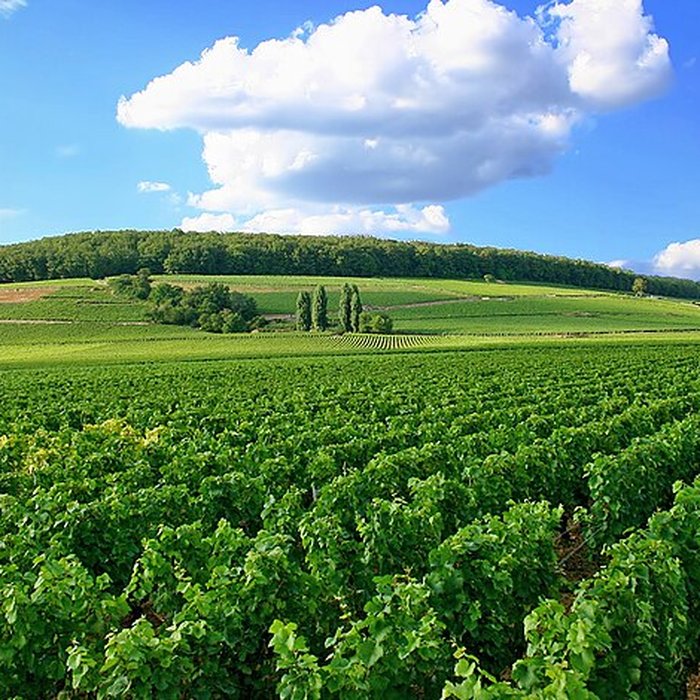 Photo de Château de Corton-André