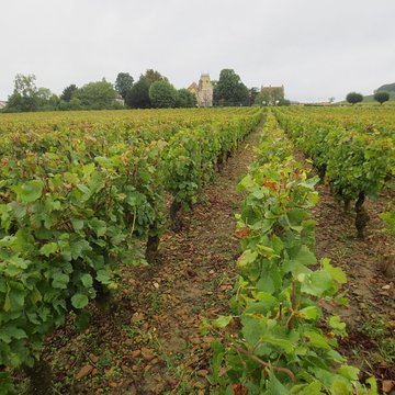 Château de Corton-André
