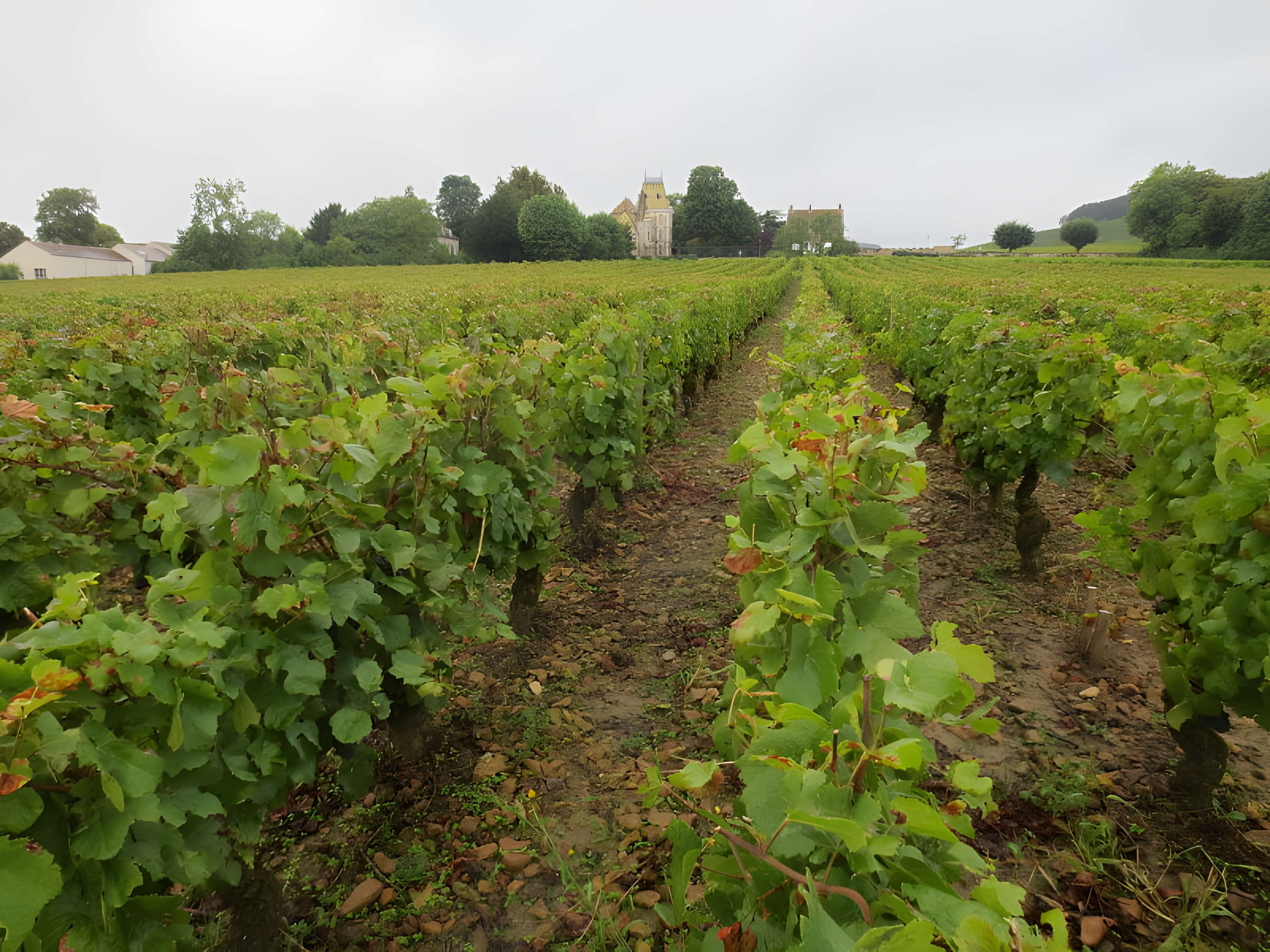 Château de Corton-André