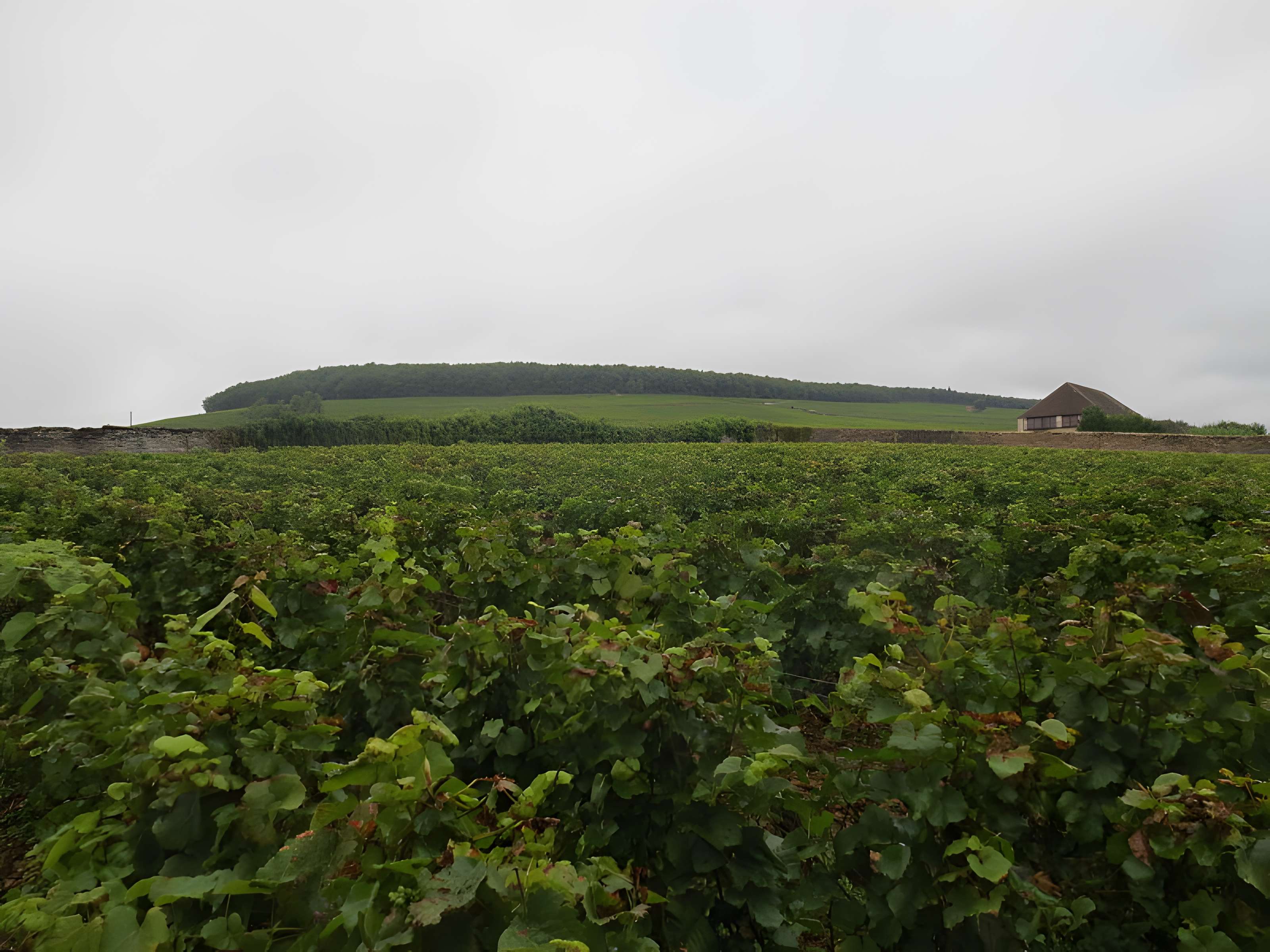 Château de Corton-André