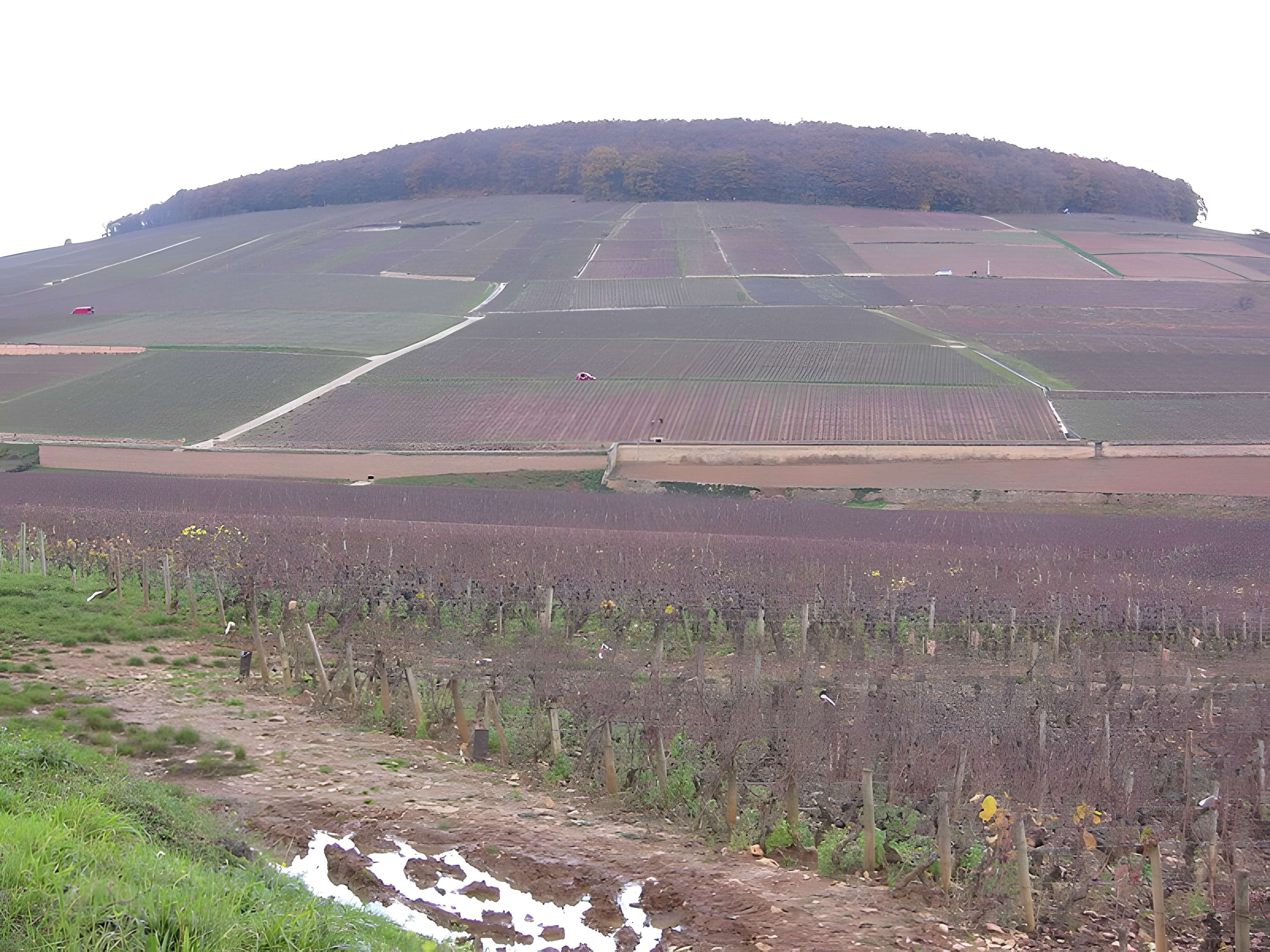 Château de Corton-André