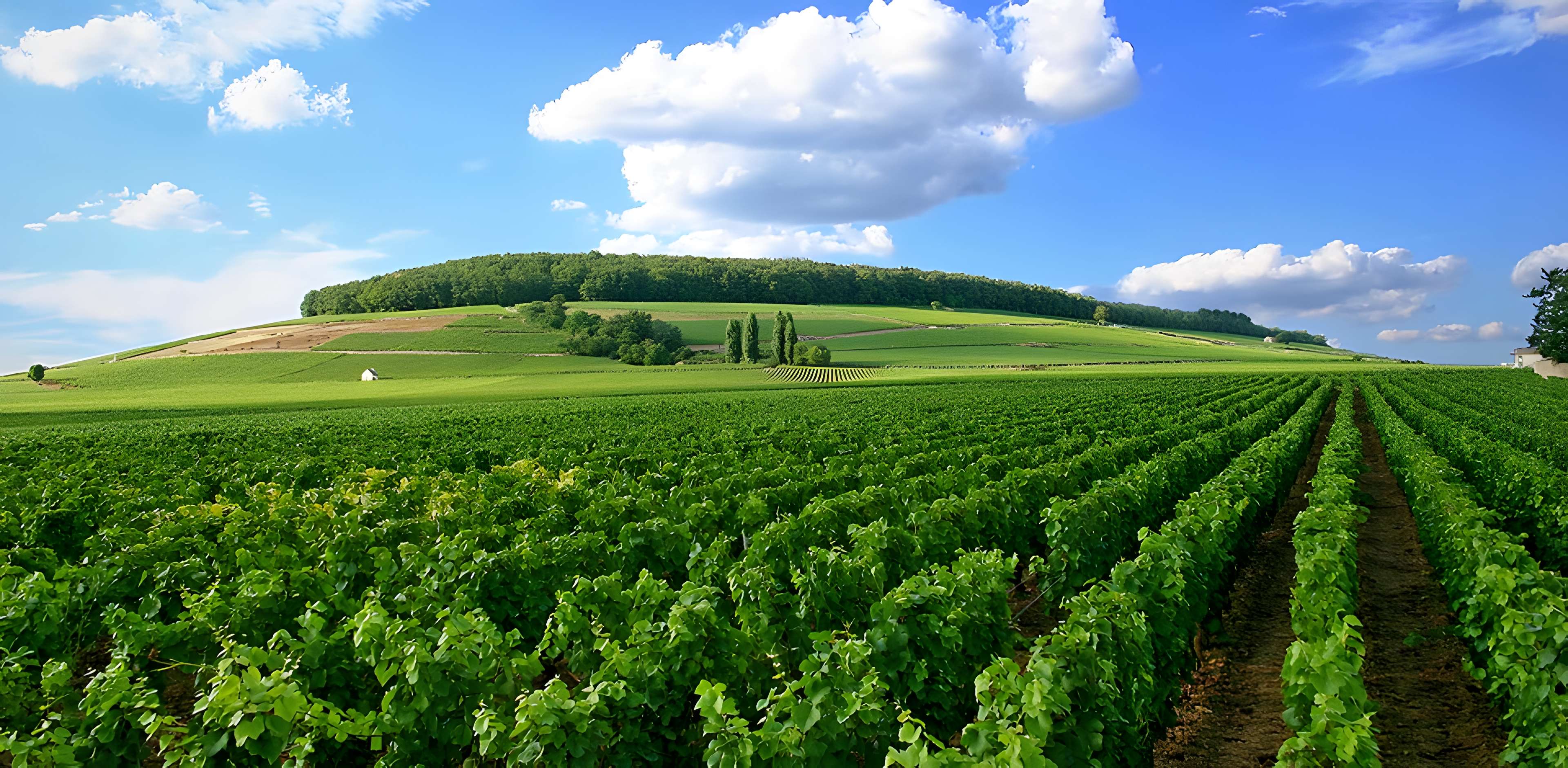 Château de Corton-André