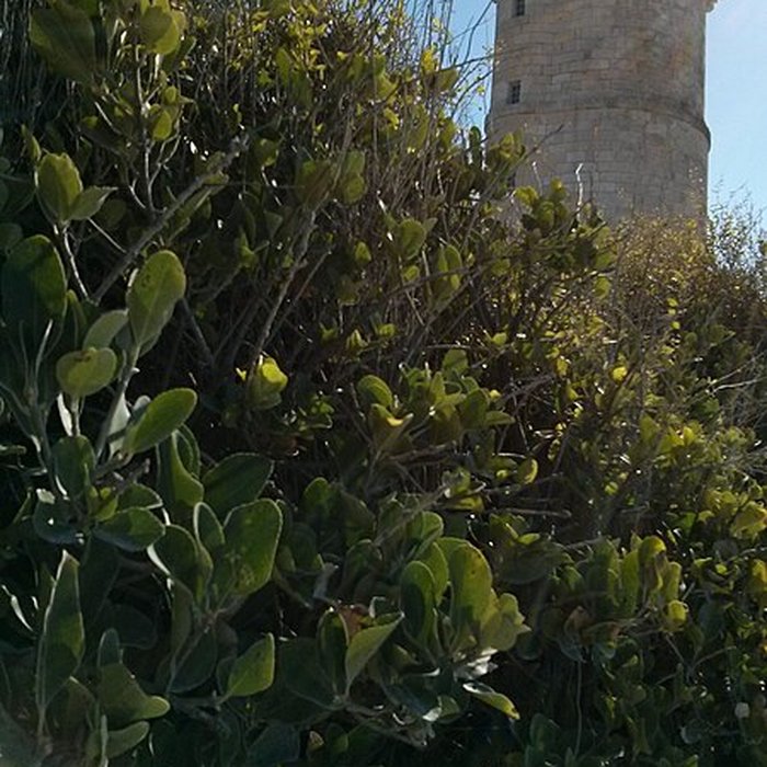 Photo de Phare des Baleines