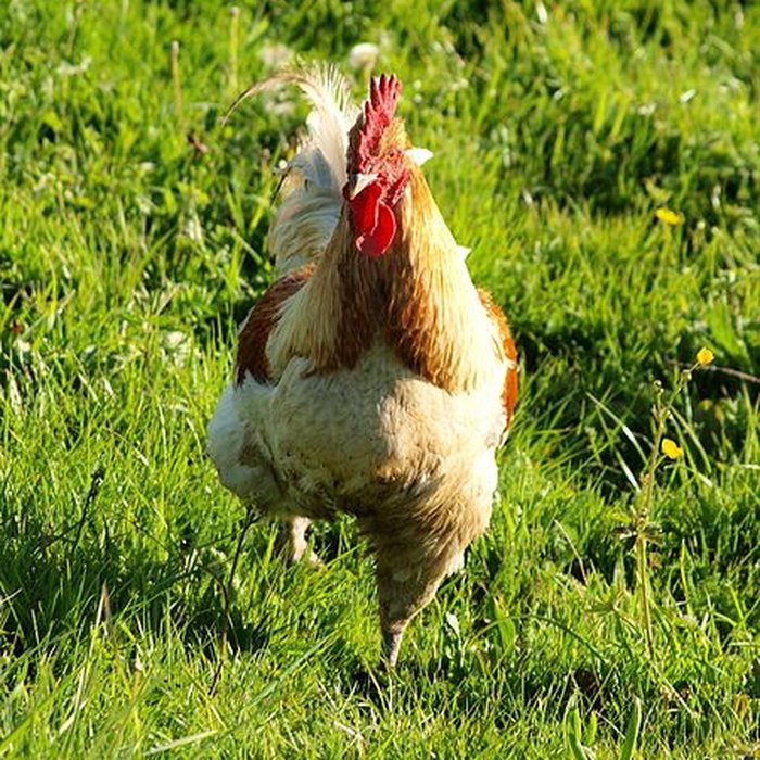 Photo de Château de Fourolles