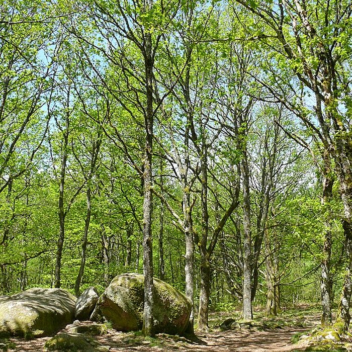 Photo de Pierres Jaumâtres de Toulx-Sainte-Croix