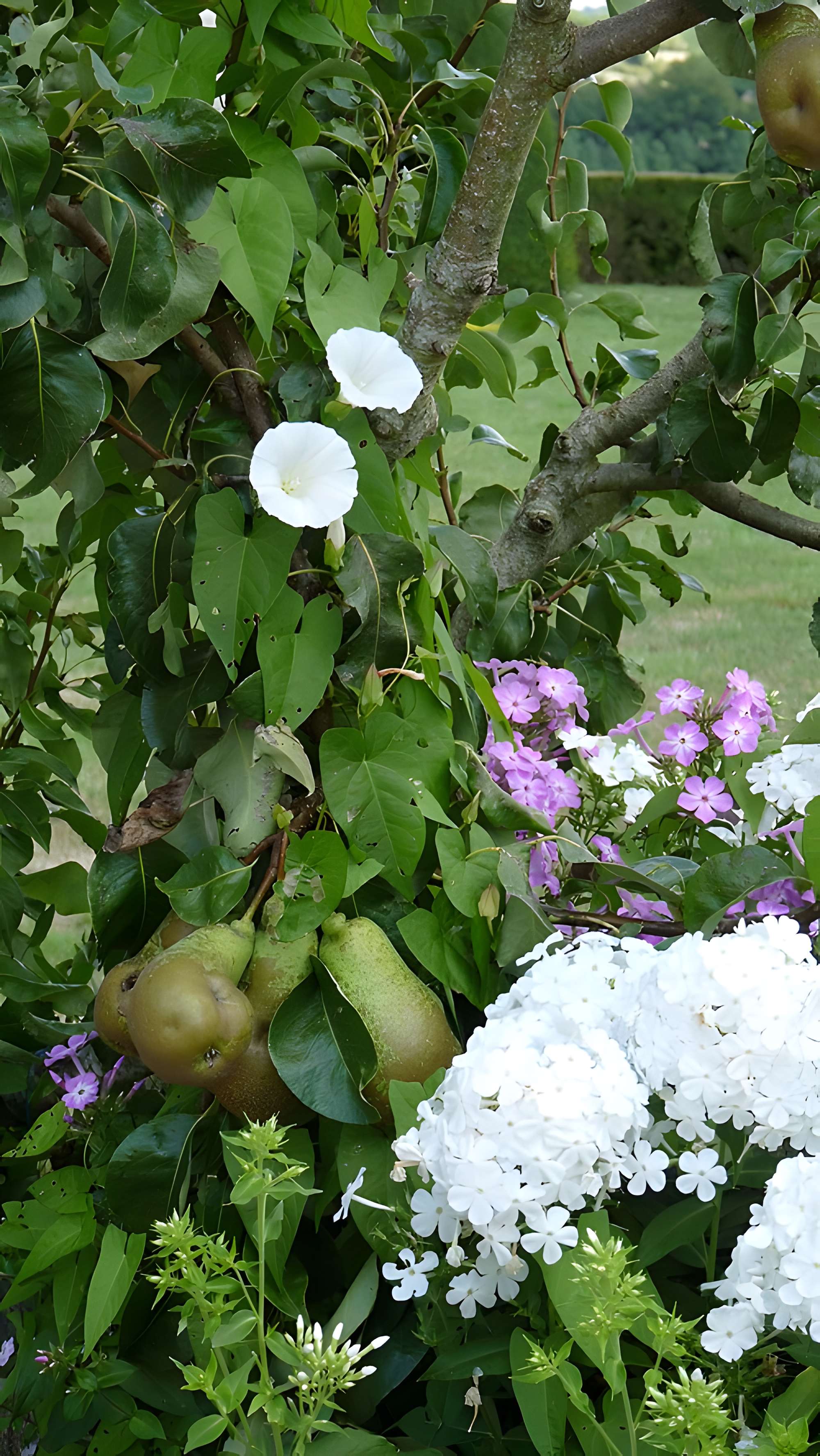 Château de la Rongère