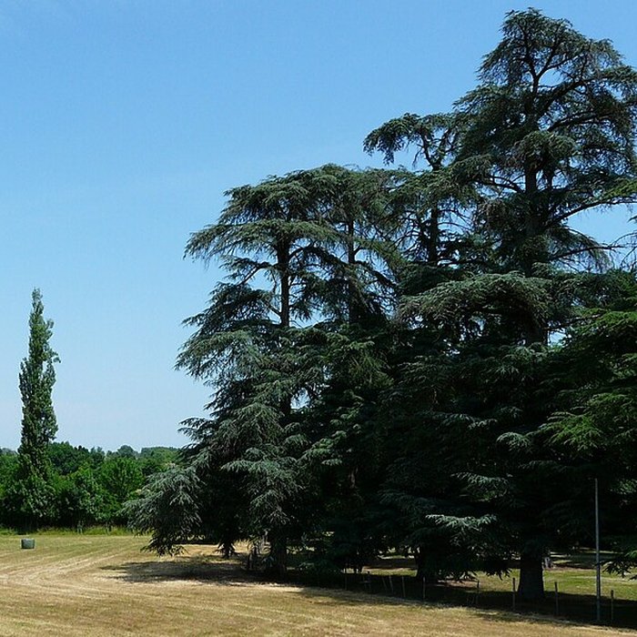 Photo de Château de Longua