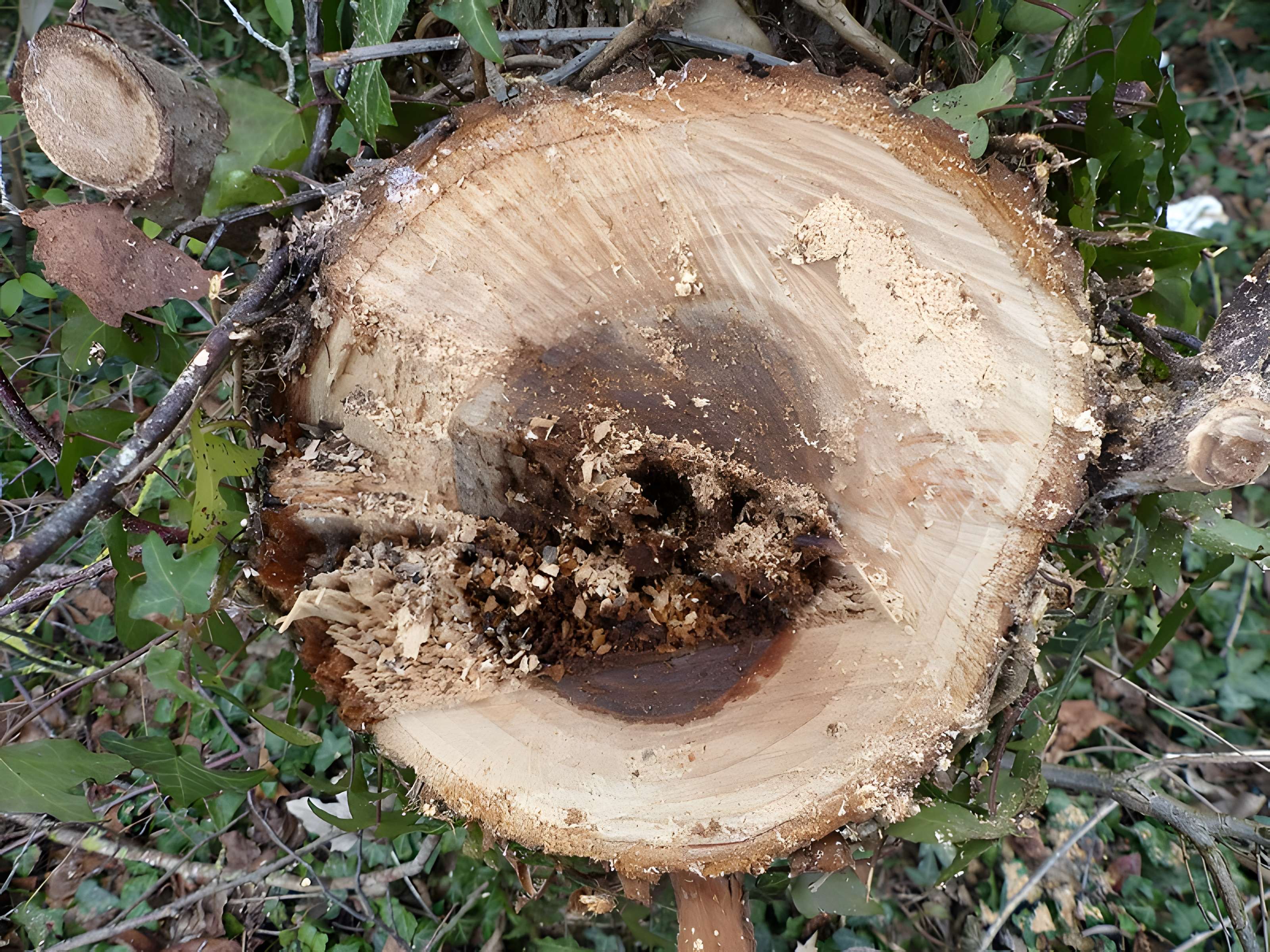 Château de Malleville