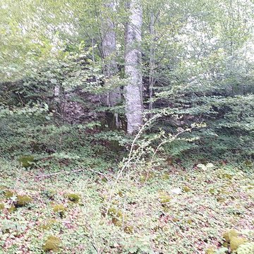 Ruines du château de Montrond