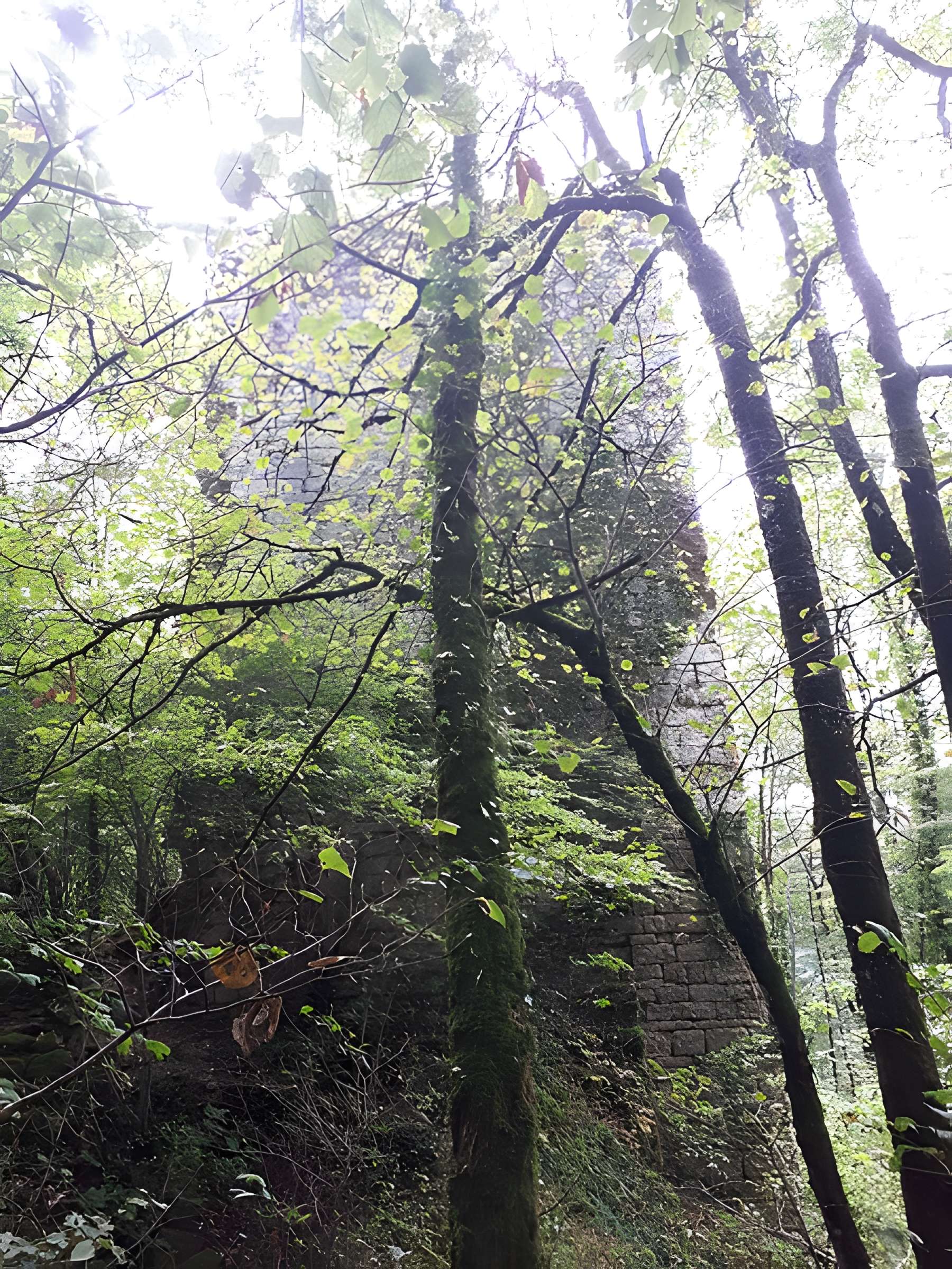 Ruines du château de Montrond